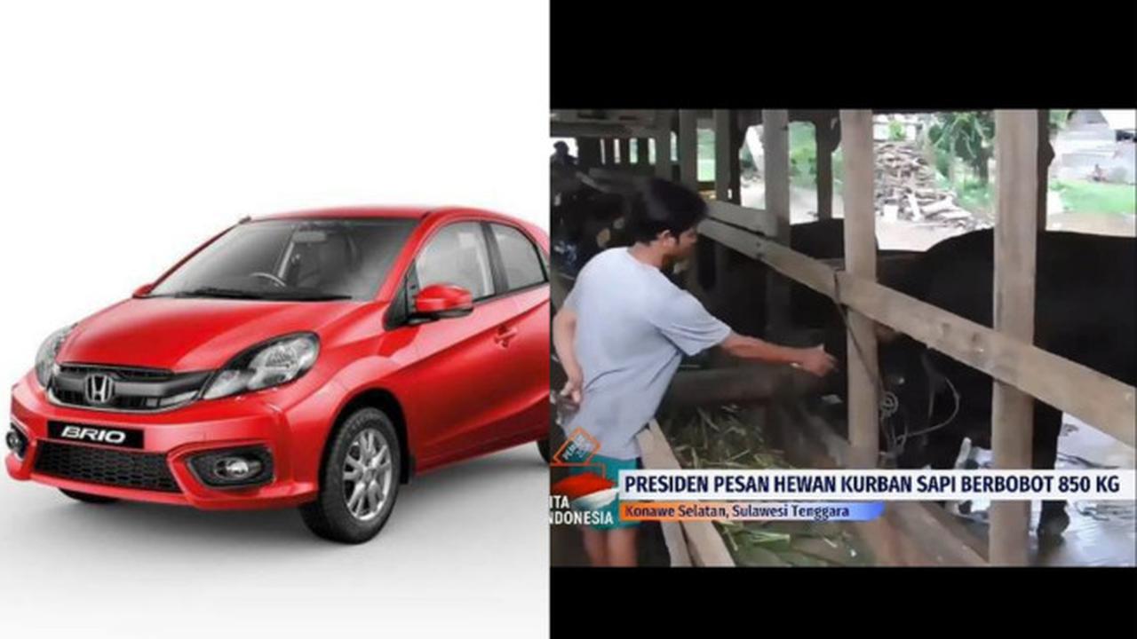 Presiden Joko Widodo Beli Sapi Kurban