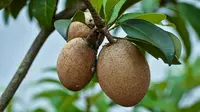Manfaat Buah Sawo Untuk Kesehatan (Photo by TIORHISTA R via Pexels)