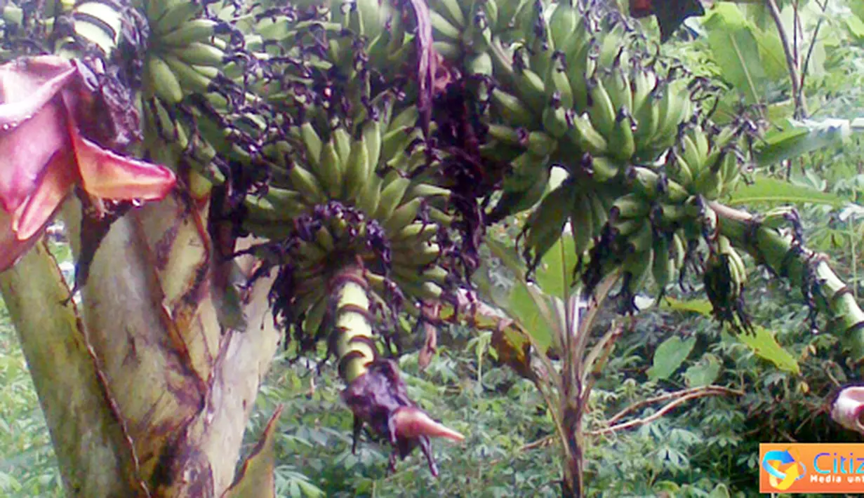 Citizen6, Maluku: Pohon pisang berusia satu tahun yang bertandan tiga. (Pengirim: Ghopal)