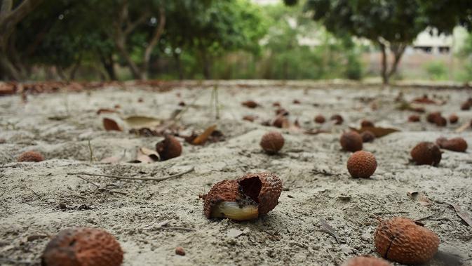 buah leci dituduh menjadi penyebab wabah virus otak yang menewaskan 120 anak di India (AFP Photo)