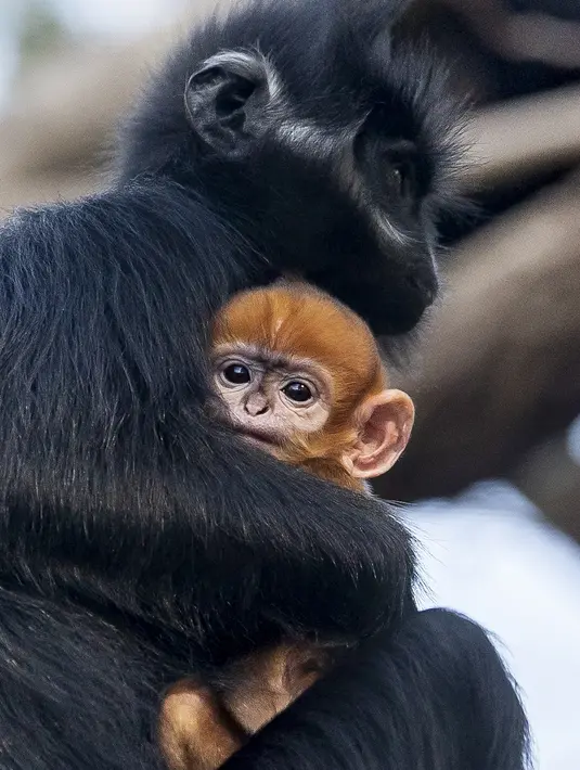 Gambar yang dirilis pada 4 Oktober 2019 memperlihatkan bayi monyet paling langka di dunia jenis Francois Langur berada di dekat induknya di Kebun Binatang Taronga, Sydney. Kebun binatang memperkirakan spesies ini hanya ada sekitar 3.000 yang tersisa di alam liar. (Rick Stevens/TARONGA ZOO/AFP)