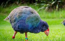 Burung Prasejarah yang Menghilang Berabad-abad Ditemukan Kembali Bikin Geger Ilmuwan