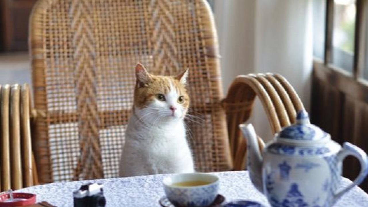 Berhenti Beri Kucing 10 Bahan Makanan Ini, Bikin Keracunan dan Berakibat Fatal