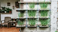 6 Cara Membuat Pot Vertikal dari Botol Bekas untuk Daun Bawang di Lahan Sempit