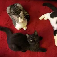 (Sumber: WorldofBuzz)