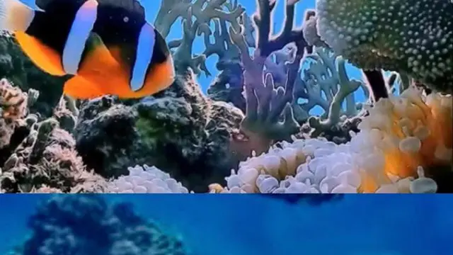 Tempat menyelam terbaik posisi kedua Pulau Kerama, Jepang dan posisi ketiga Koh Tao, Thailand