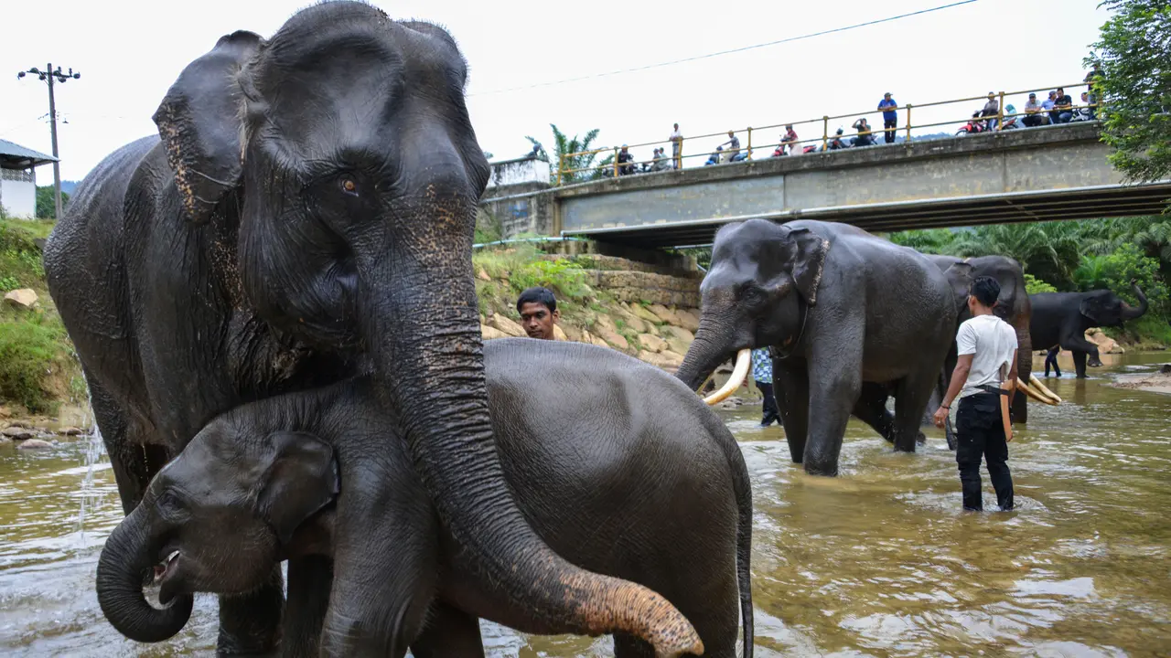 Gajah Mandi