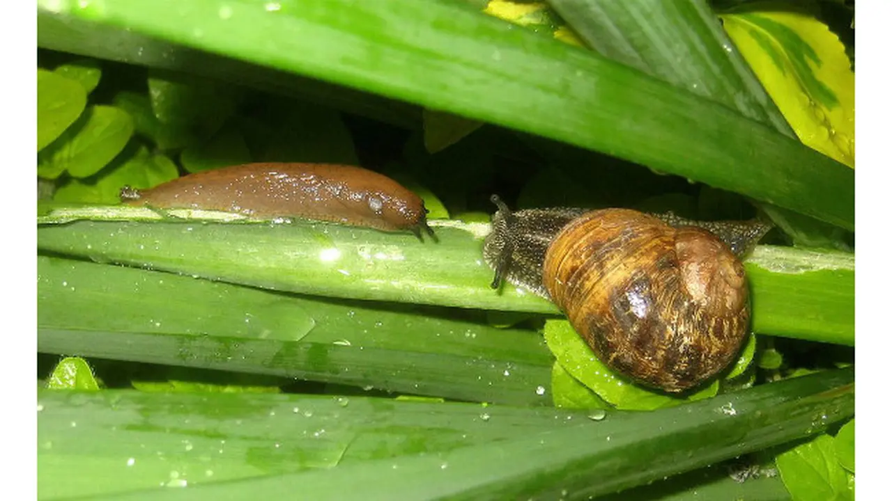 Buat Perangkap Demi Basmi Siput dan Keong