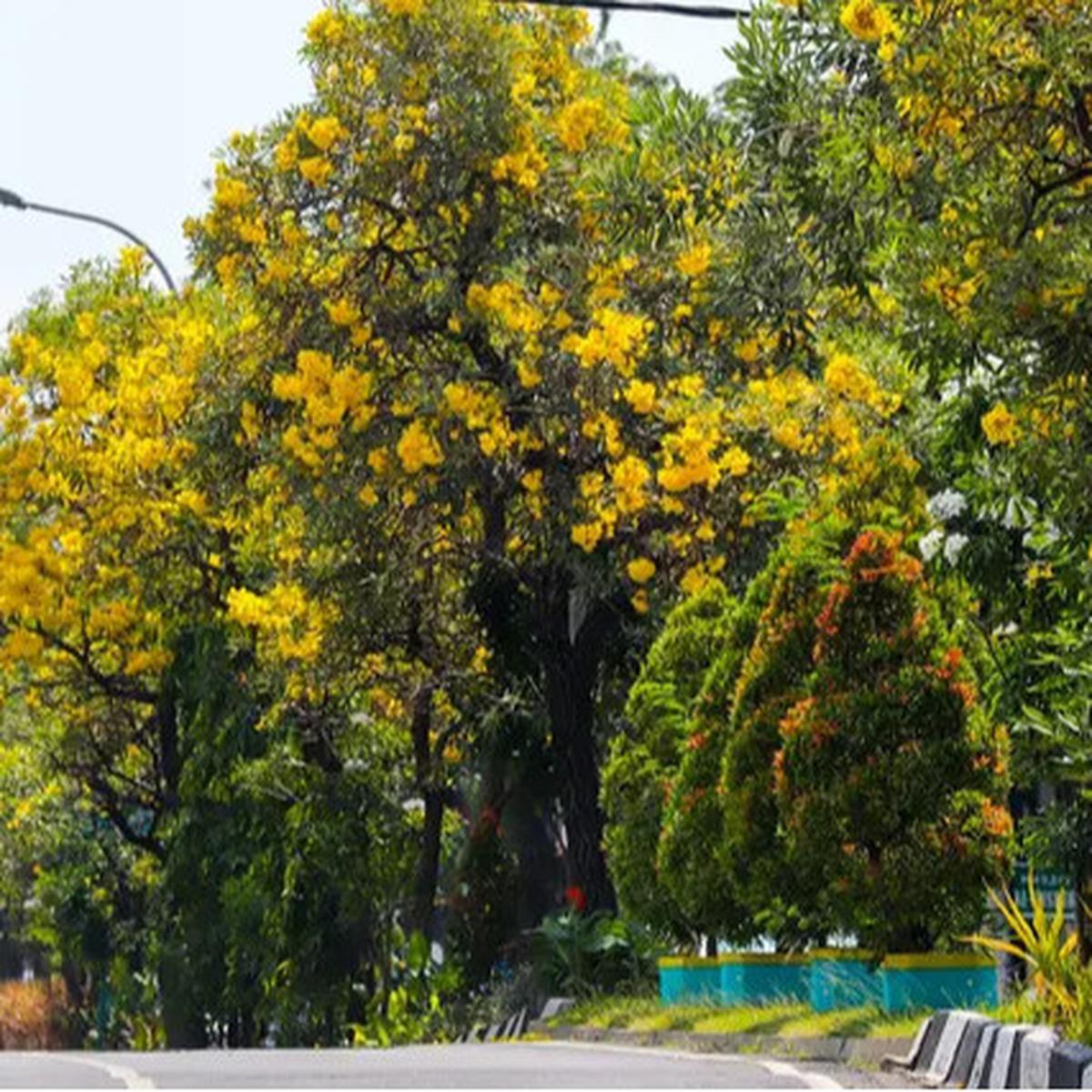 Bunga Tabebuya Bermekaran di Surabaya dan Malang, Ternyata Pohonnya Berasal dari Brasil