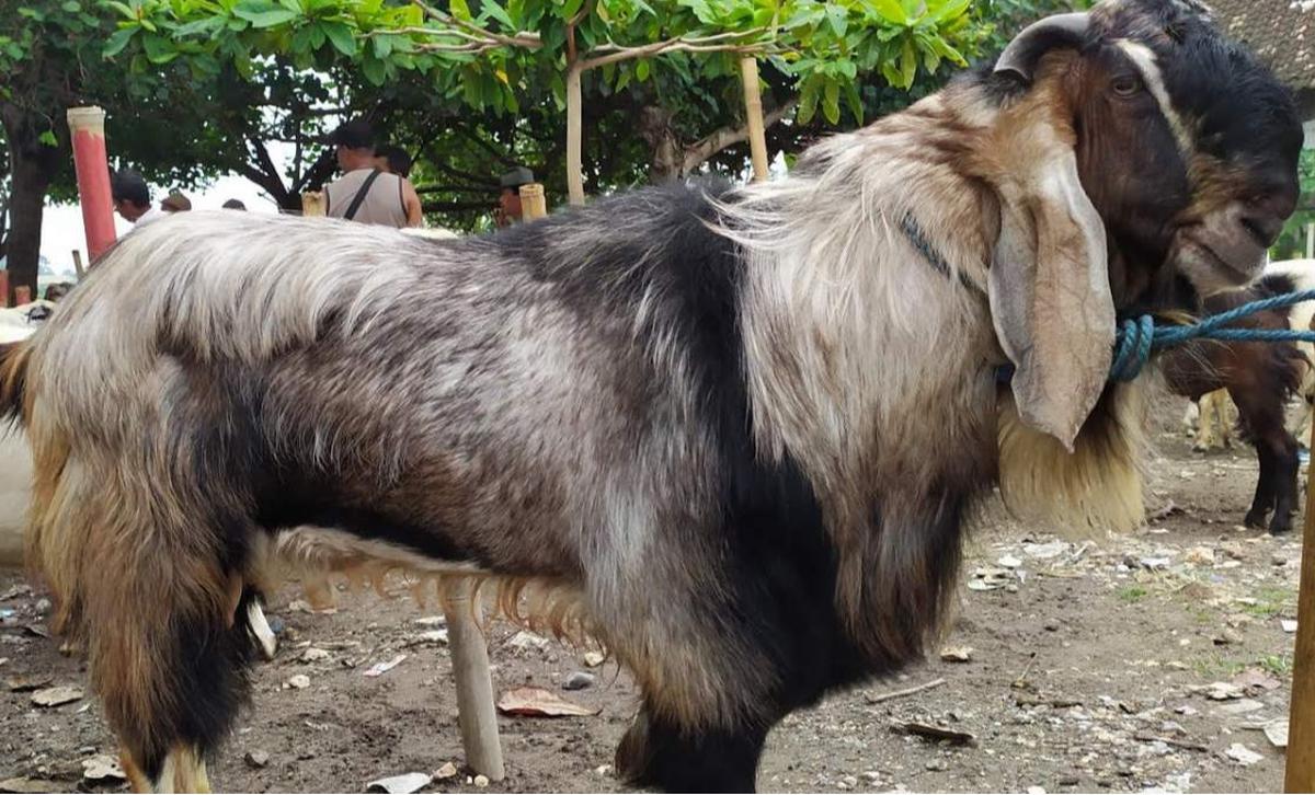 ilustrasi kambing jawa