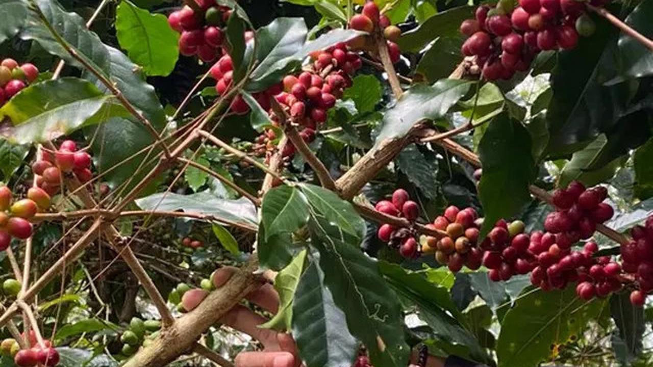 Cara Merebus Daun Benalu Kopi untuk Obat Kanker, Radang Sendi, hingga Masalah Tidur Mendengkur