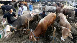 Pedagang memandikan sapi di pasar menjelang Hari Raya Idul Adha 1438 H di Jakarta, Indonesia, (30/8). Umat Muslim dari seluruh dunia sedang mempersiapkan menyambut Idul Adha 1438 H. (AP Photo / Achmad Ibrahim)