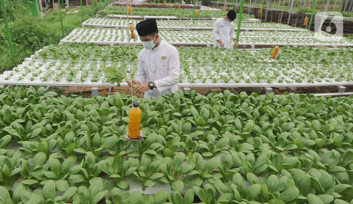 Santri memanen bayam usai memperingati Hari Santri Nasional di Kebun Gizi Hidroponik, Pesantren Hidayatullah Depok, Jawa Barat, Kamis (22/10/2020). Beragam sayur dikelola secara mandiri oleh para santri dengan nilai panen mencapai 1,2 ton atau sekitar Rp 20 juta per bulan. (merdeka.com/Arie Basuki)