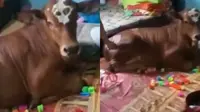 Viral, Tingkah Kocak Sapi Asyik Tiduran di Kasur Pemiliknya