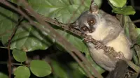 Galago Angola (Elena Bersacola/Nocturnal Primate Research Group)
