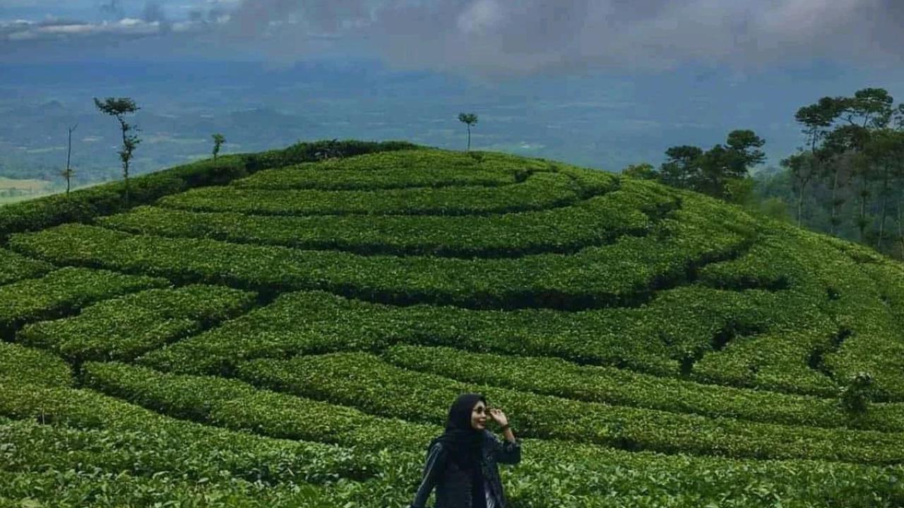 Kebun Teh Jamus