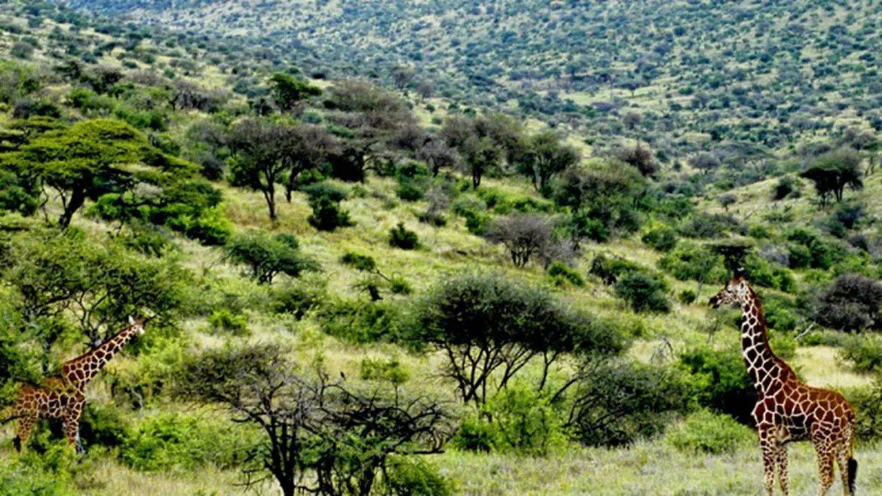 Wisata Petualangan Nortwestern Laikipia, Kenya