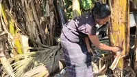 Kekeringan Ekstrem, Warga di NTT Korek-Korek Pohon Pisang Cari Air Demi Bertahan Hidup