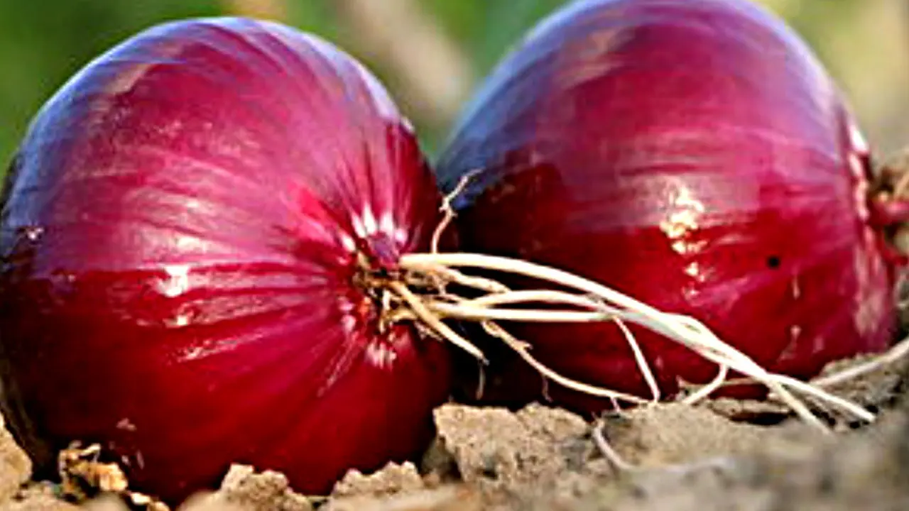 Bawang
