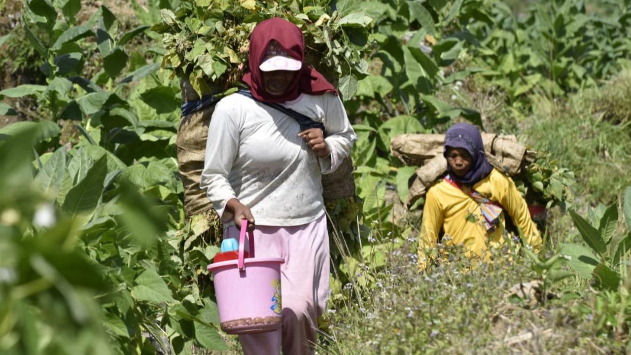 Ungkap Data, Kemenperin Khawatir Aturan Rokok Polos Tanpa Merek Picu PHK dan Rugikan Ekonomi RI
