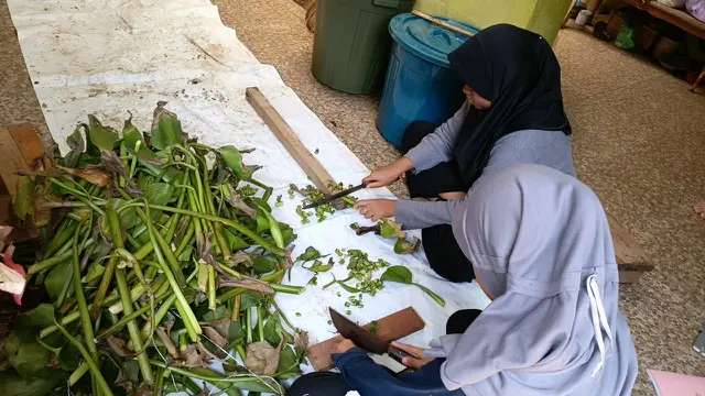 Cara Fermentasi Eceng Gondok Untuk Pakan Bebek