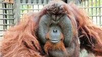 Orangutan Bento. (Liputan6.com/Abdul Jalil)