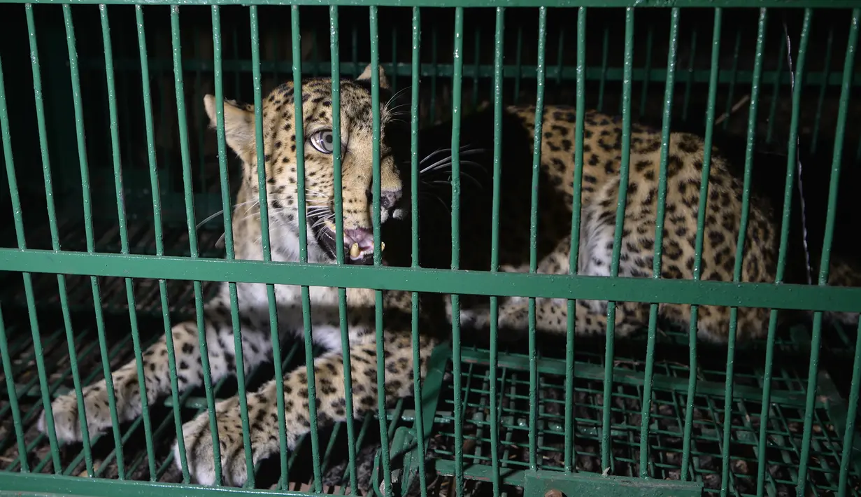 Macan tutul liar terlihat di dalam kandang setelah ditangkap di pinggiran Siliguri di timur laut India (9/5). Macan tutul yang berkeliaran tersebut menyebabkan kekhawatiran bagi warga setempat. (AFP Photo/Diptendu Dutta)