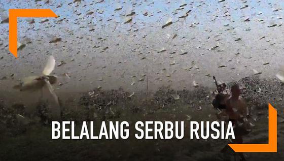 VIDEO: Segerombolan Belalang Serbu Kota di Rusia