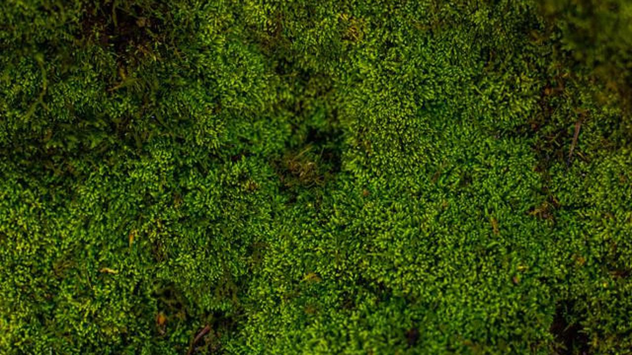 8 Tanaman Hias Terbaik untuk Kamar Mandi Lembap Tanpa Jendela