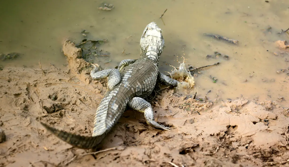 Seekor buaya berada di sungai yang hampir mengering akibat kemarau berkepanjangan, di Paraguay, 24 Juni 2016. Perbatasan antara Paraguay dan Argentina tengah menghadapi kekeringan terburuk selama hampir dua dekade. (REUTERS/Jorge Adorno)