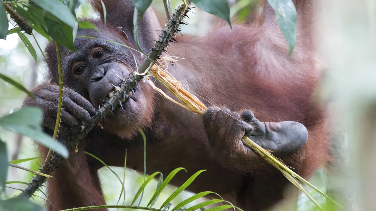Perjalanan Emosional Johny dan Desi Kembali ke Hutan
