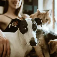 Selama 4 tahun, Kabid Keswan Distan Denpasar umumkan bebas rabies.  (Foto: Unsplash)