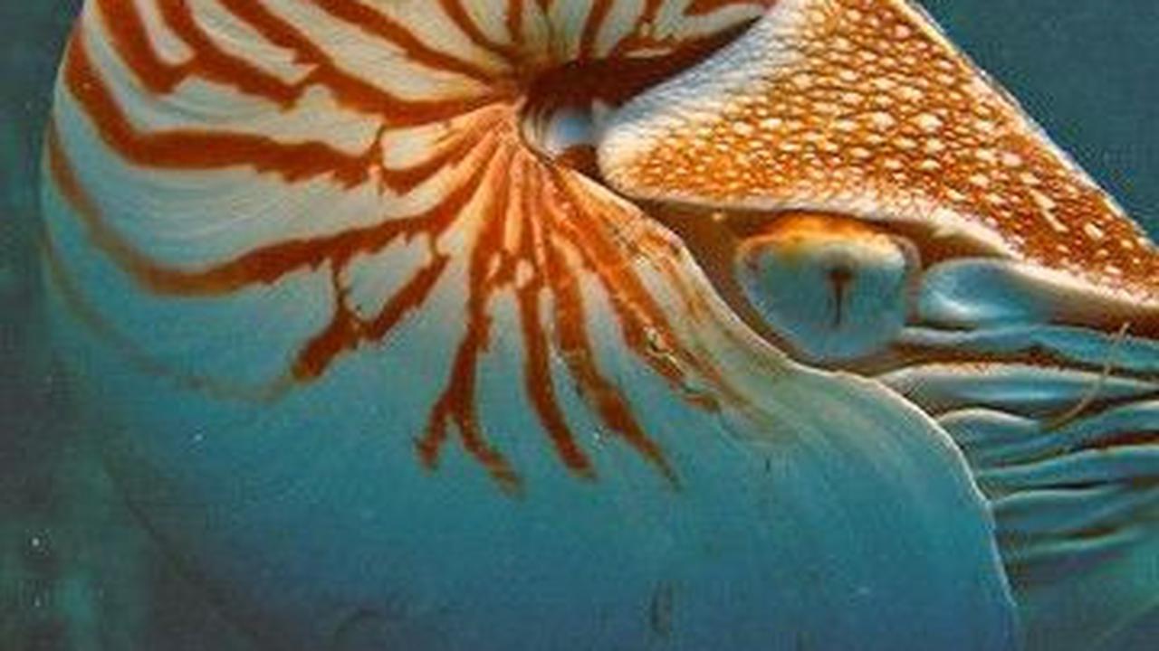 <b>Nautilus: Hidup Selama 480 Juta Tahun</b><br>