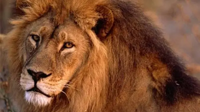 Ilustrasi (c) oddee.com