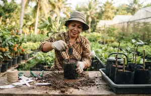 Cara Stek Pohon Rambutan agar Cepat Tumbuh Tunas, Ini Trik agar Batang Tidak Mudah Layu