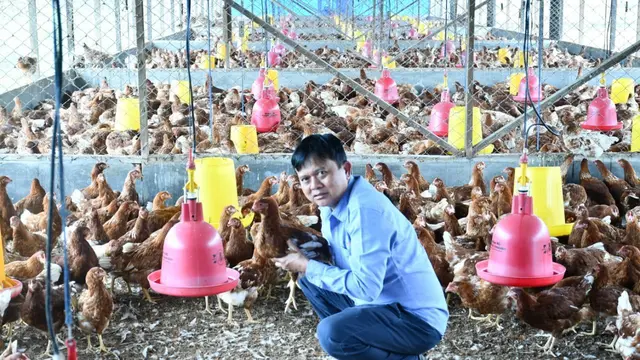 Ingin Mandiri Pangan, Warga Sangatta Budi Daya Ayam Pullet di Lahan Pascatambang