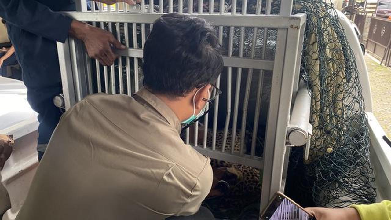 Misteri Asal Usul Macan Tutul Terobos Rumah Warga di Bandung