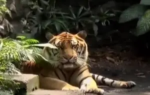 Dana Satwa Dikorupsi, Sahroni Desak Audit Kebun Binatang