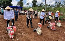 Tahukah Anda? Target Penanaman Jagung Garut Capai Puluhan Ribu Hektare pada 2025, Dukung Ketahanan Pangan Nasional