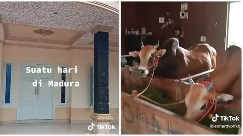 Video Kandang Sapi di Madura Gunakan Rumah Mewah Ini Jadi Sorotan
