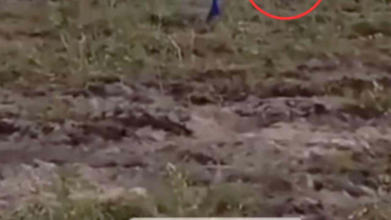 Penampakan Ular Cobra Putih Penunggu Hutan Kalimantan