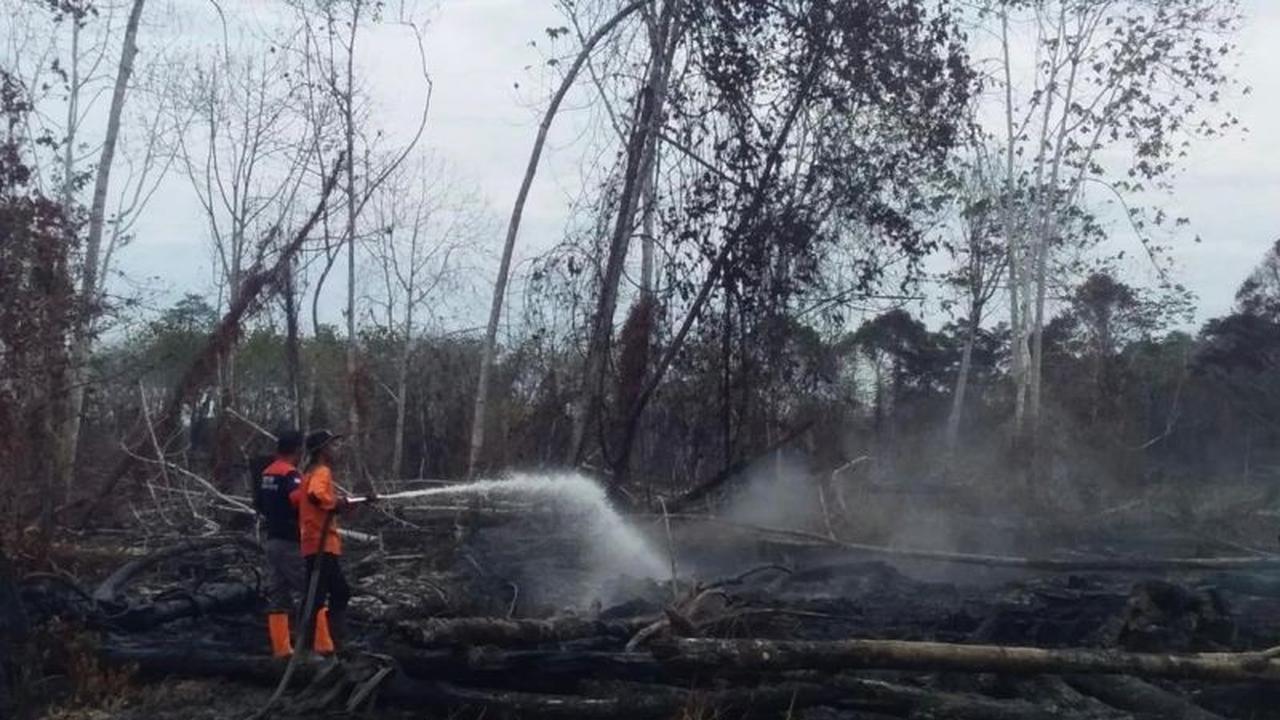 6,5 Hektare Ludes! BPBD Aceh Barat Berpacu Padamkan Kebakaran Lahan, Ternyata Ini Dampaknya