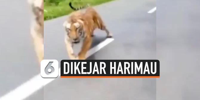 VIDEO: Detik-Detik Pengendara Motor Dikejar Harimau