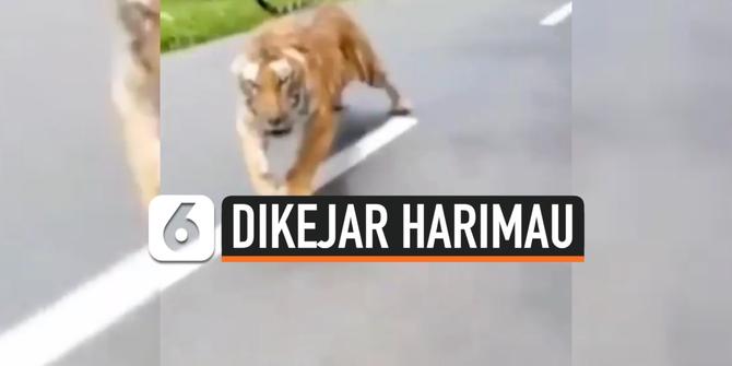 VIDEO: Detik-Detik Pengendara Motor Dikejar Harimau