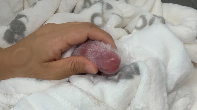 Salah satu bayi panda kembar yang baru lahir menjalani perawatan pertama mereka di Kebun Binatang Berlin, Senin (2/9/2019). Meng Meng, telah melahirkan dua ekor bayi pada Sabtu (31/8) malam dengan bobot masing-masing 136 gram dan 186 gram. (Zoo Berlin/Zoologischer Garten Berlin via AP)