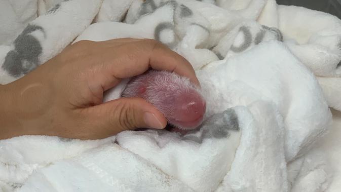 Salah satu bayi panda kembar yang baru lahir menjalani perawatan pertama mereka di Kebun Binatang Berlin, Senin (2/9/2019). Meng Meng, telah melahirkan dua ekor bayi pada Sabtu (31/8) malam dengan bobot masing-masing 136 gram dan 186 gram. (Zoo Berlin/Zoologischer Garten Berlin via AP)