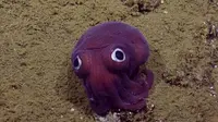 Makhluk ungu bermata bulat dan menggemaskan ini ditemukan 900 meter di lepas pantai California, AS (E/V Nautilus)
