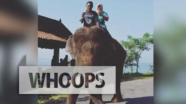 WHOOPS: Ini Kronologi Dokter Hewan yang Tewas oleh Seekor Gajah 