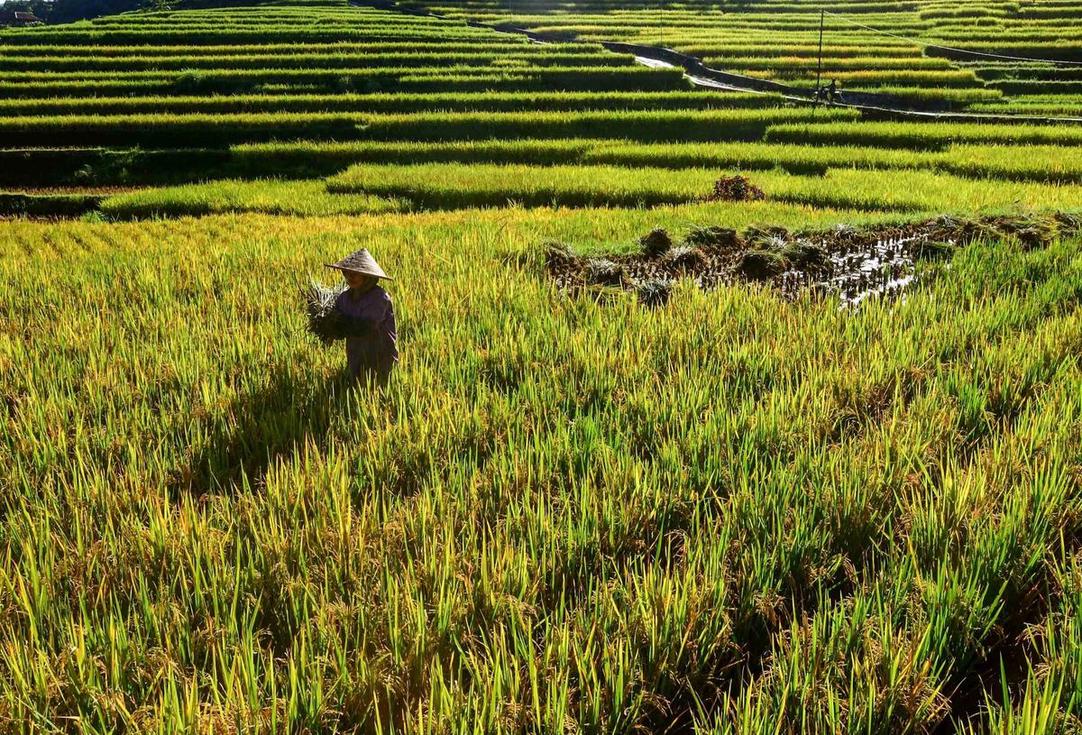 FOTO: Panen Padi di Terasering Cisalada