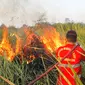 Tim Manggala Agni Daops Tinanggea Konawe Selatan, saat memadamkan api di wilayah pemukiman warga. (Akbar Fua/Liputan6.com)